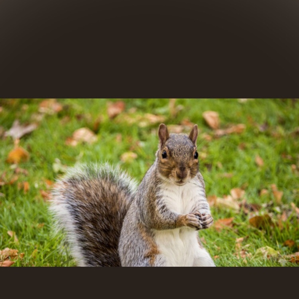 Meet your Posher, Luu